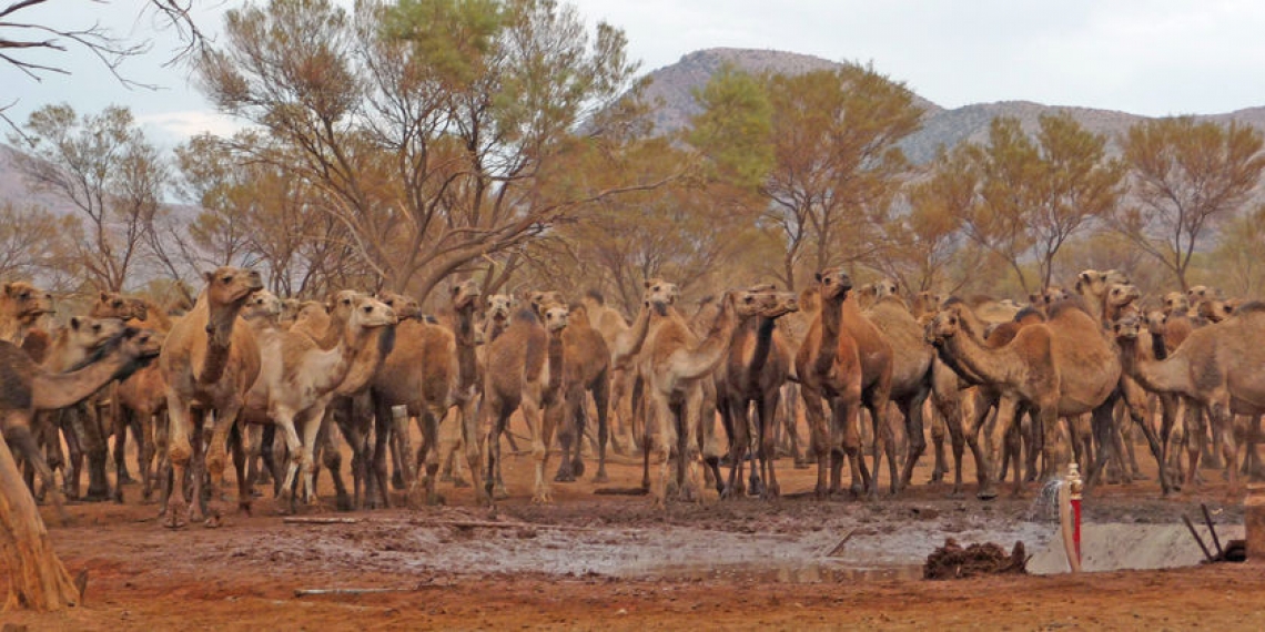 Binlerce devenin öldürülmesine karar verilen Avusturalya'da operasyon başladı