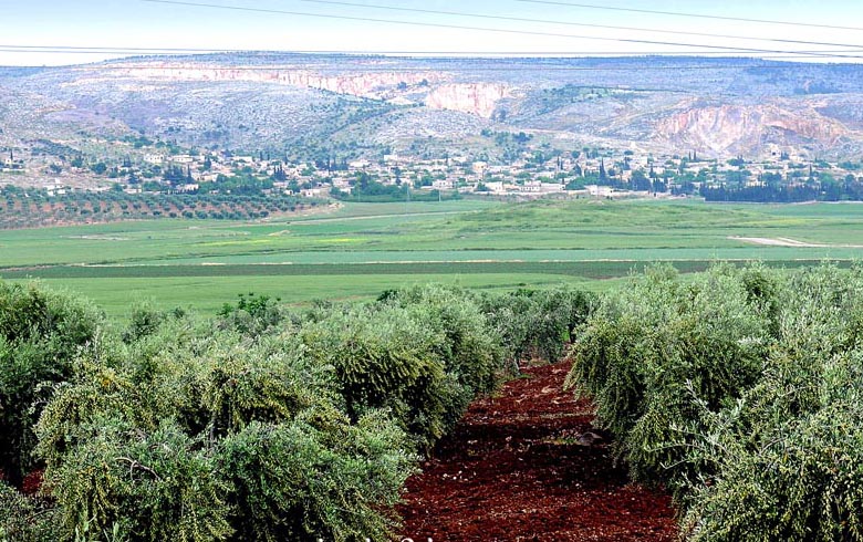 Efrin'de Zeytin zulmü devam ediyor: Meydank köyünde 60'tan fazla zeytinliğe en kondu
