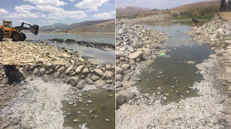 Sömürgeci siyasetin Kürdistan doğasını tahrip siyasetinin sonucu: Milyonlarca balık ölüyor