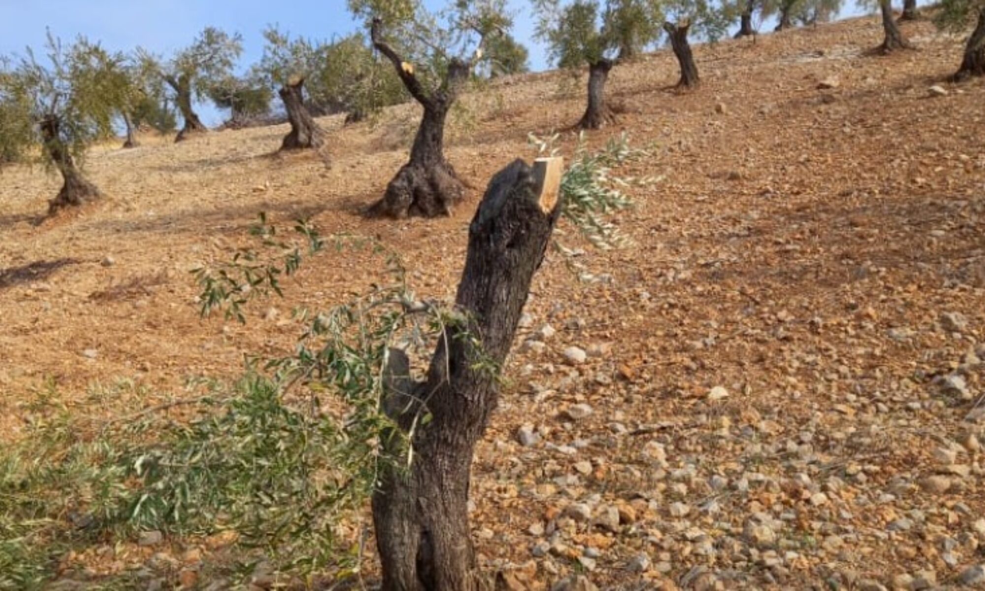 Türkiye'ye bağlı çeteler Efrin'de ağaçları kesiyor