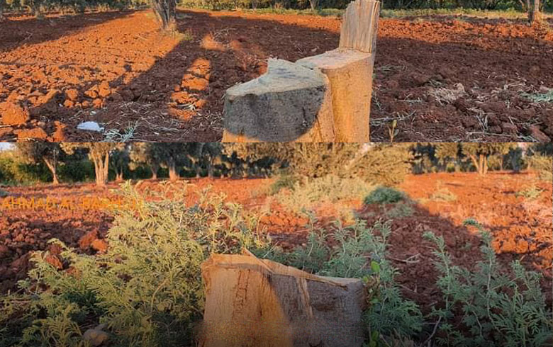 Efrin: Yüz yaşındaki yirmi ağaç kesildi