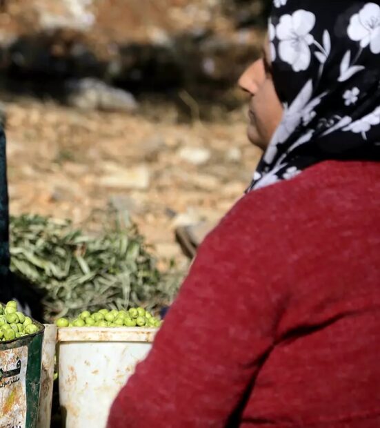 Efrin’deki HTŞ ve SMO’nun “zeytin vergisi” zulmü