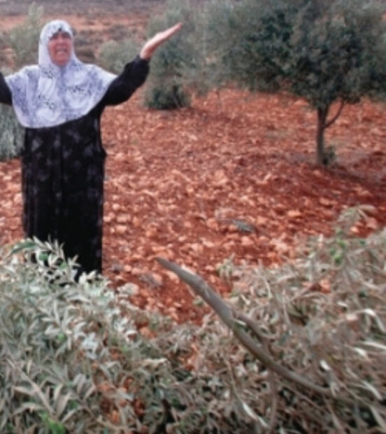 Efrin’deki silahlı gruplar 450 zeytin ağacını kesti