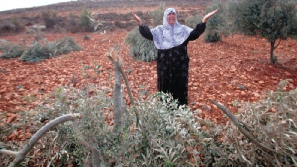 Efrin’deki silahlı gruplar 450 zeytin ağacını kesti