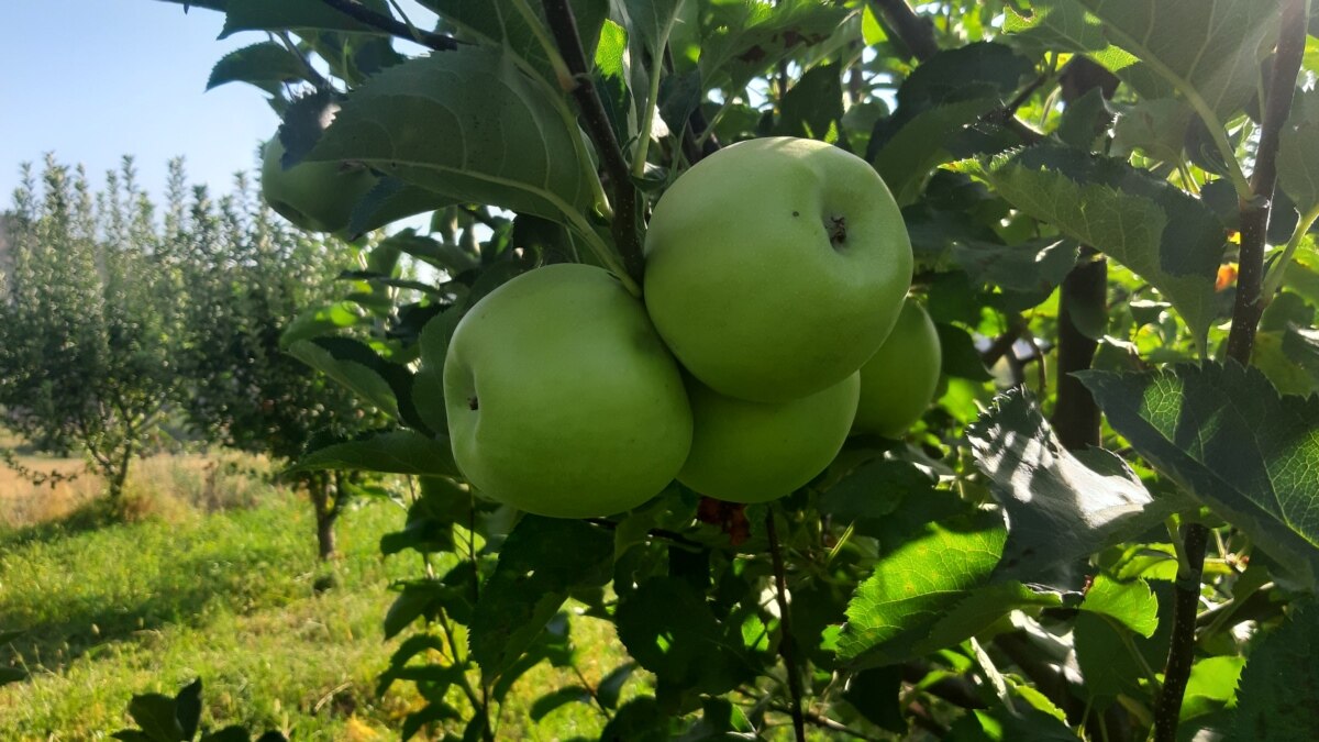 Kürdistan Hükümeti Berwari elmasını dünyaya tanıtmaya hazırlanıyor