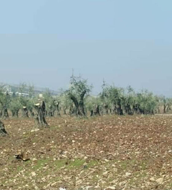 Efrin’de zeytin ağacı kıyımı devam ediyor: Tilif köyünde 40 ağaç kesildi