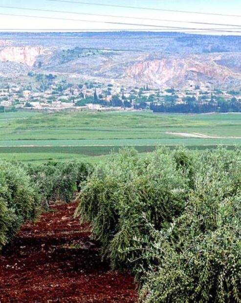 Efrin’de zulüm devam ediyor: Ezidi Kürtlerin zeytin bağçeleri yağmalandı