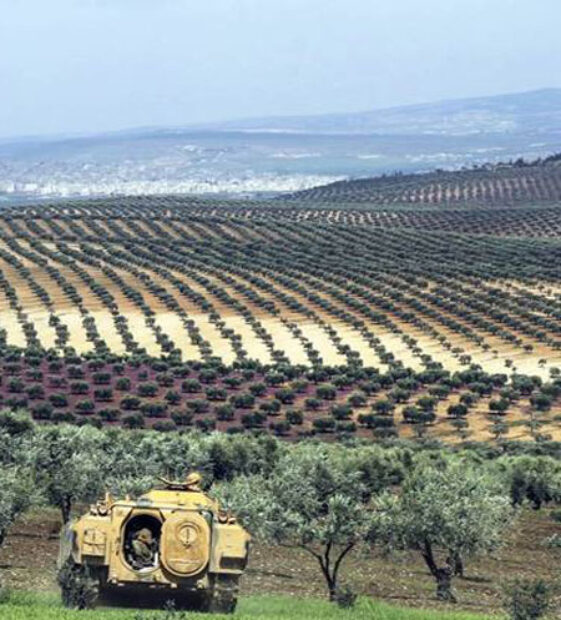 Efrin:  Gazze’ye yardım gerekçesi ile3870 zeytin ağacına el kondu