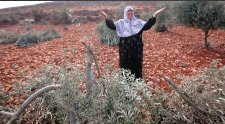 Efrin’de çetelerin zulmü devam ediyor: 600 zeytin ağacı kökten kesildi