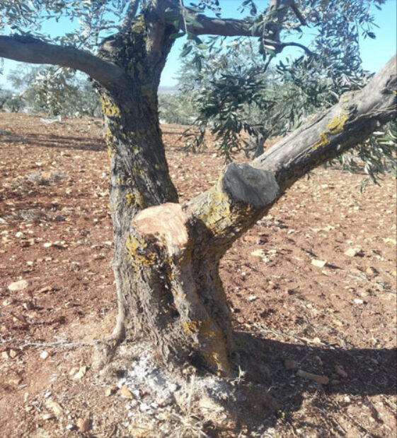 Efrin: Silahlı guruplar yine onlarca zeytin ağacını kesti