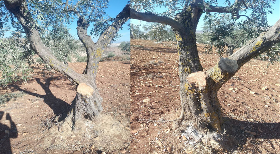 Efrin: Silahlı guruplar yine onlarca zeytin ağacını kesti